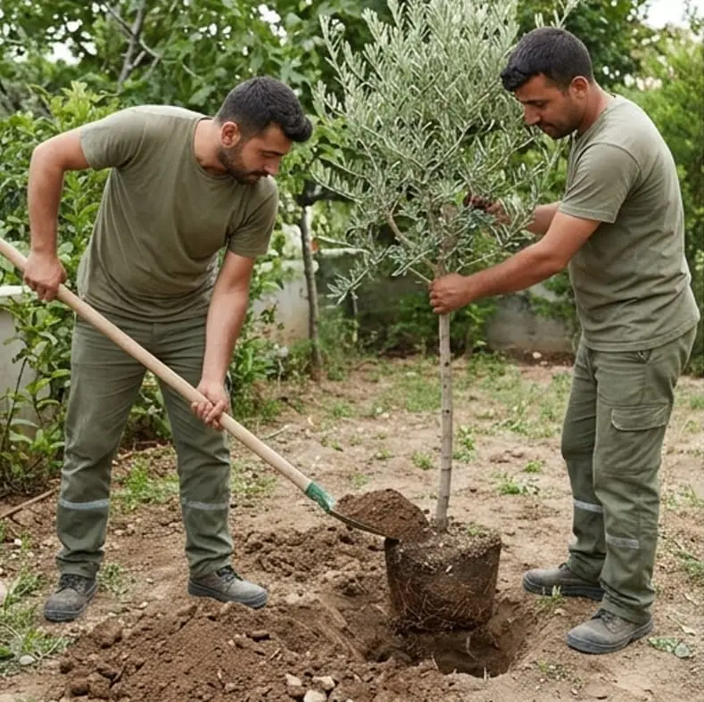 İki bahçıvan villa bahçesine genç bir zeytin ağacı dikiyor